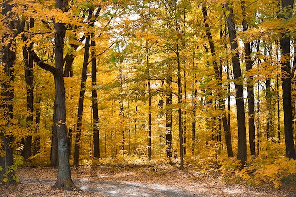 Embrace the Magic of Fall Things to Do in London, Ontario